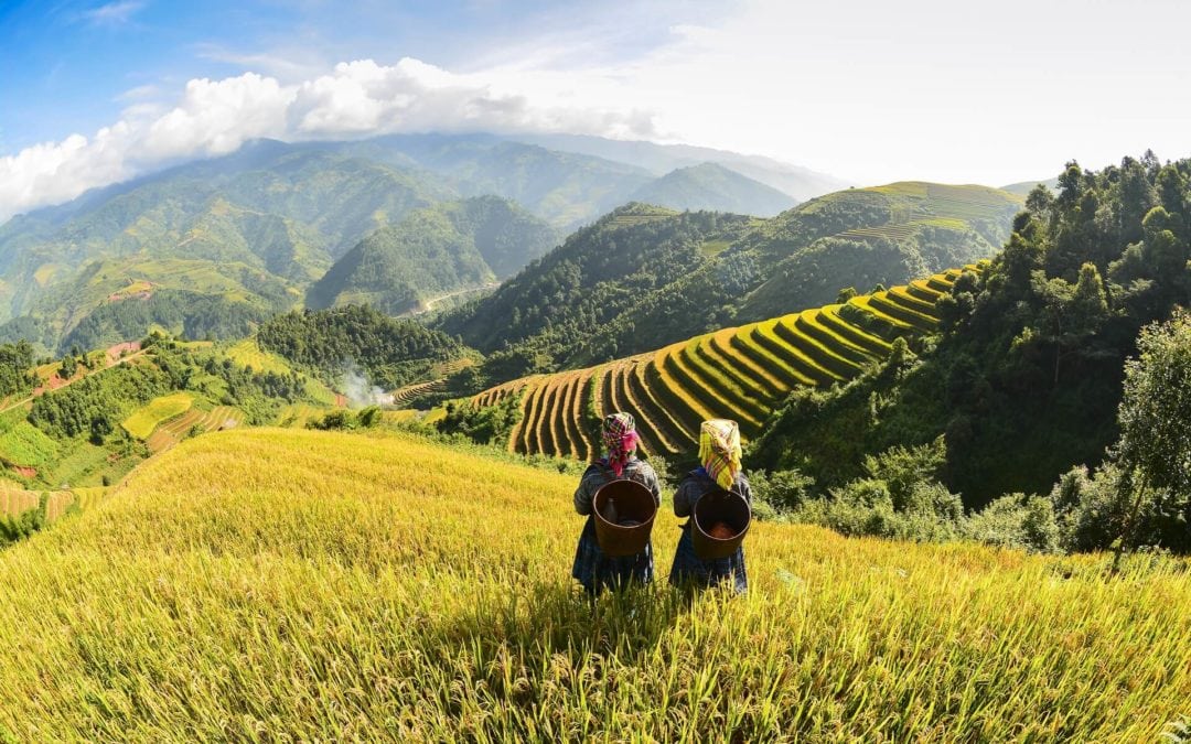 women looking over a terraced rice field