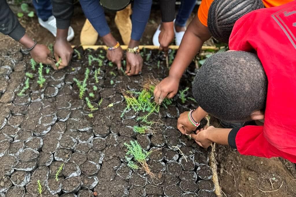 A group of five people transplanting tree saplings
